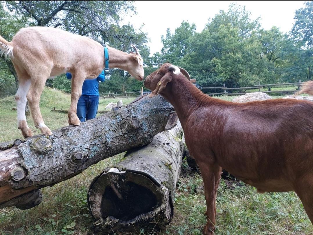 Sometimes Zimmer Gehaichnishof 7Born Maring-Noviand Exteriör bild
